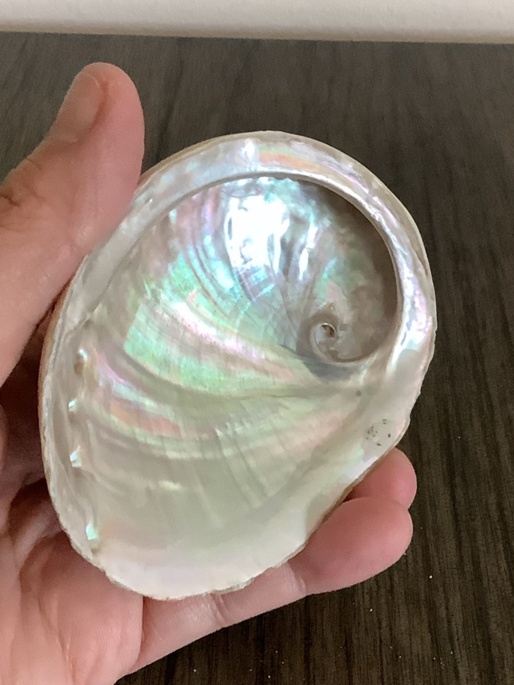 Abalone Haliotis Rufescens Shell 4.5" Long